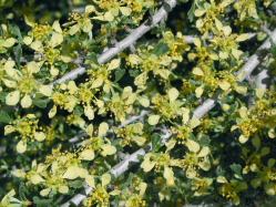bitterbrush (Purshia tridentata)
